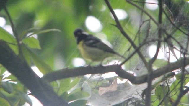 Yellow-bellied Tit - ML201215261