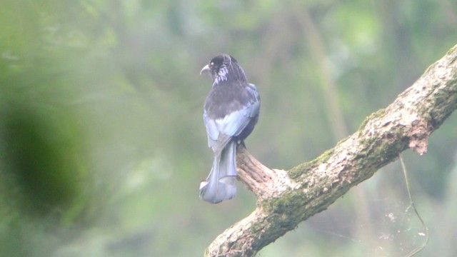 Drongo à crinière (hottentottus/brevirostris) - ML201215291