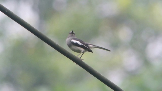 Oriental Magpie-Robin (Oriental) - ML201215321