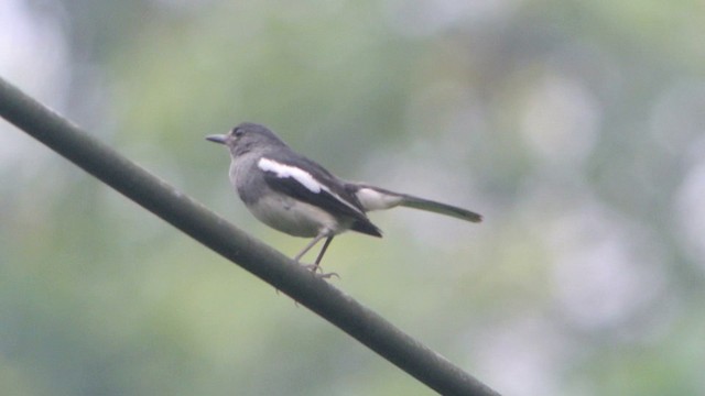 Oriental Magpie-Robin (Oriental) - ML201215331