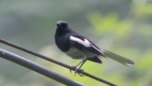 Oriental Magpie-Robin (Oriental) - ML201215341
