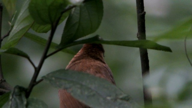 White-browed Laughingthrush - ML201215371