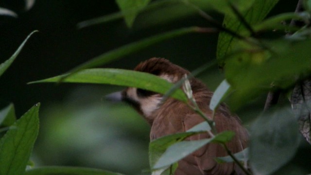 White-browed Laughingthrush - ML201215381