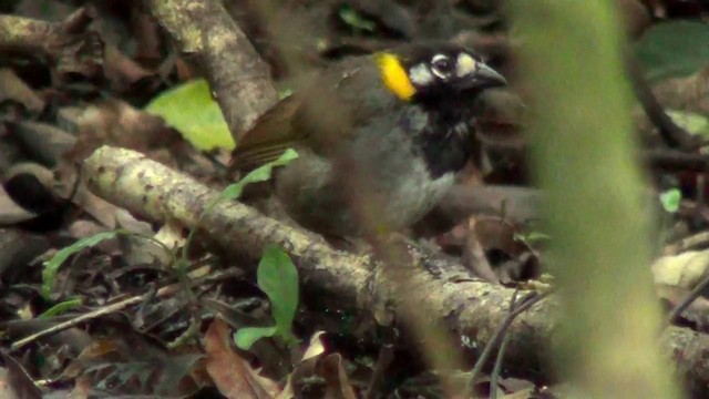 White-eared Ground-Sparrow (White-eared) - ML201215511