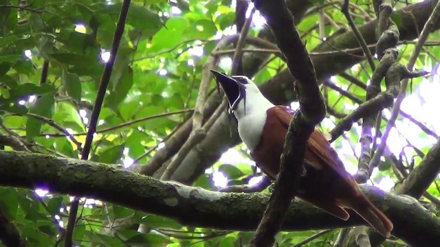 Three-wattled Bellbird - ML201215521