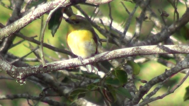 Yellow-throated Euphonia - ML201215531