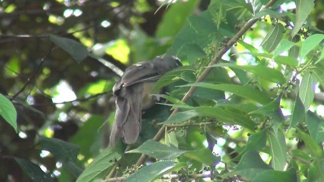 Cinnamon-bellied Saltator - ML201215561