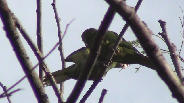 アカビタイメキシコインコ - ML201215581