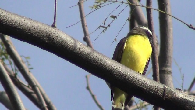 Boat-billed Flycatcher (Northern) - ML201215601