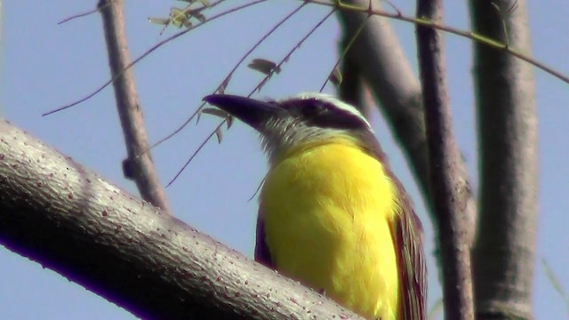 båtnebbtyrann (mexicanus gr.) - ML201215611