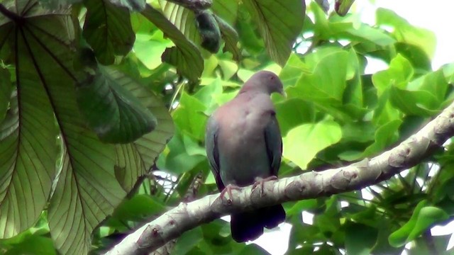 Red-billed Pigeon - ML201215621