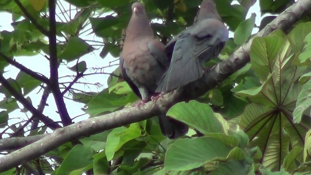 Red-billed Pigeon - ML201215631