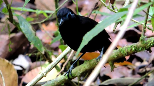 Panamáameisenvogel (zeledoni) - ML201215671