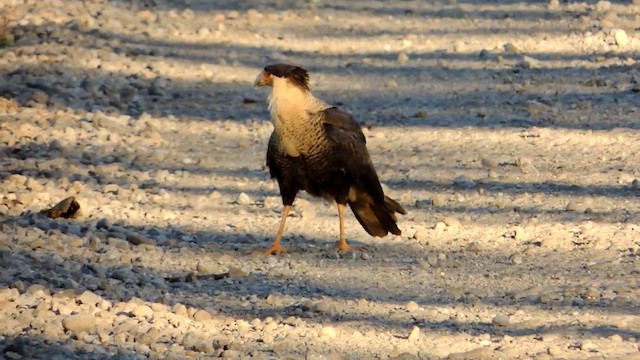 Crested Caracara (Northern) - ML201215701