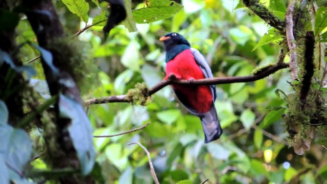 trogon mřížkoocasý - ML201215731