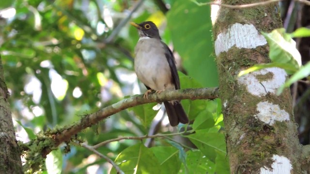 White-throated Thrush - ML201215771