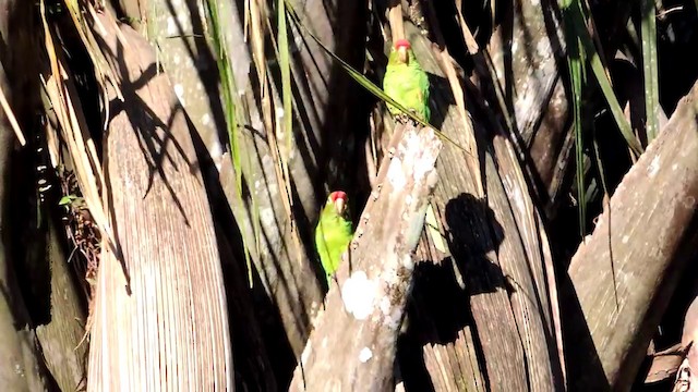 アカビタイメキシコインコ - ML201215791