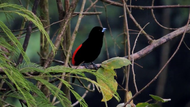 Scarlet-rumped Tanager (Passerini's) - ML201215811