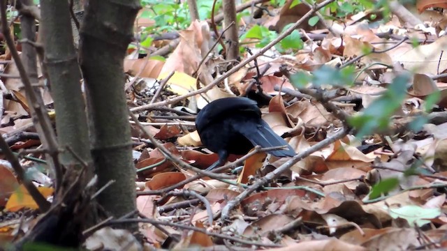 Melodious Blackbird - ML201215841