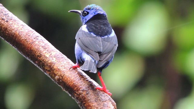 Red-legged Honeycreeper - ML201215901