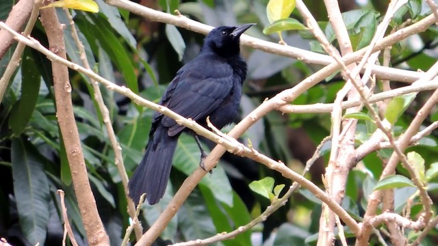 Melodious Blackbird - ML201215921