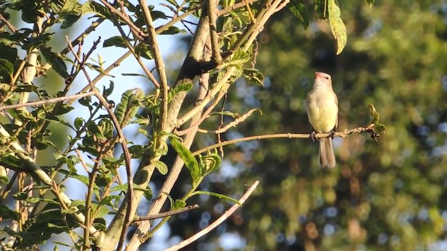 Mouse-colored Tyrannulet (Northern) - ML201215951