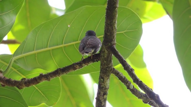 Slate-colored Seedeater - ML201215961