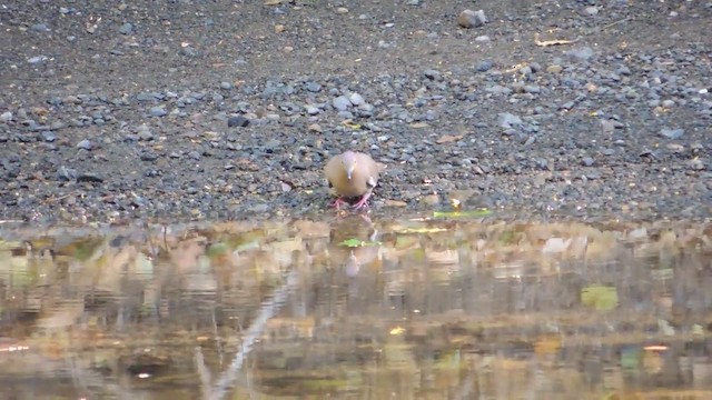 White-winged Dove - ML201216031