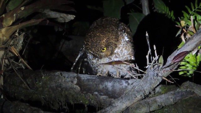 Bare-shanked Screech-Owl - ML201216041