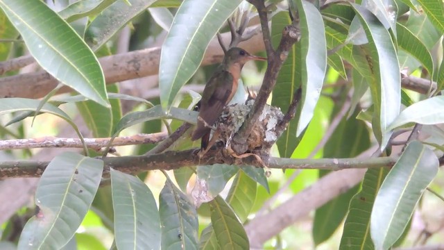 Tarçın Renkli Kolibri [rutila grubu] - ML201216061