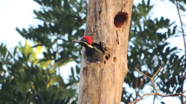Lineated Woodpecker (Lineated) - ML201216071