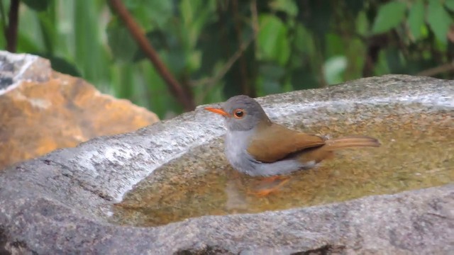 Orange-billed Nightingale-Thrush - ML201216081