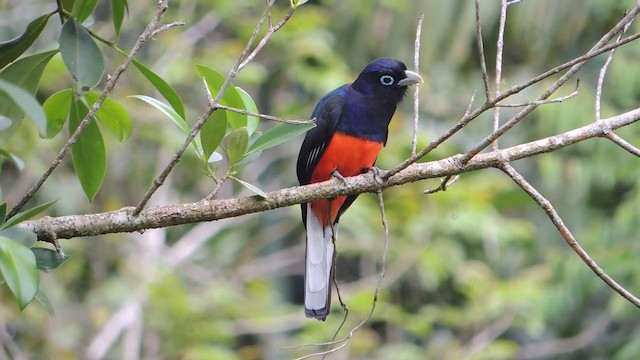 blåryggtrogon - ML201216091