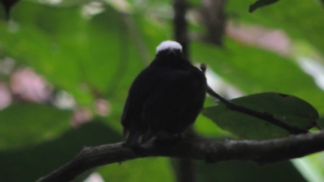 シロボウシマイコドリ（anthracina） - ML201216121