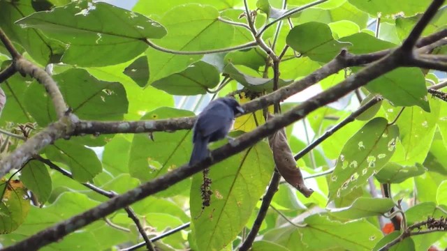 Blue Seedeater (Blue) - ML201216131