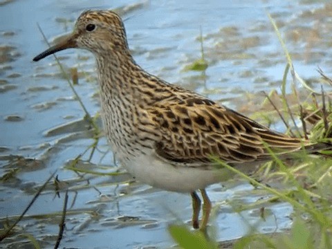 Pectoral Sandpiper - ML201216501