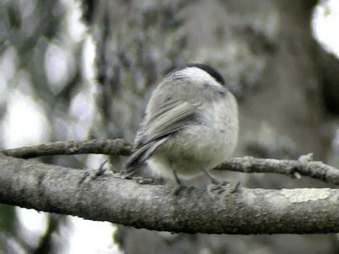 Willow Tit (Willow) - ML201216531