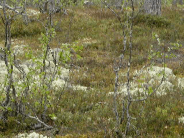 Siberian Jay - ML201216541