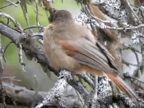 Siberian Jay - ML201216551