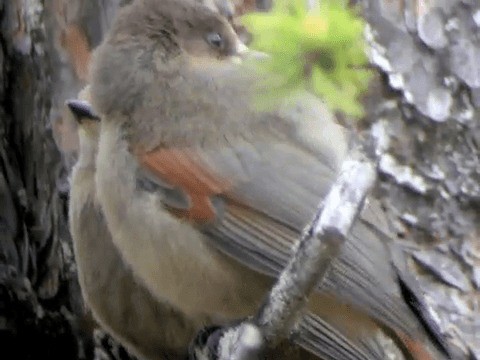 Siberian Jay - ML201216561