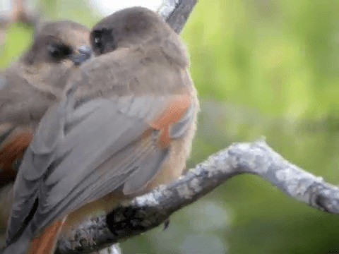 Siberian Jay - ML201216571