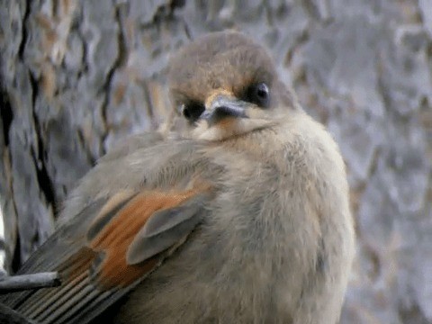 Siberian Jay - ML201216581