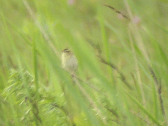 Aquatic Warbler - ML201216641