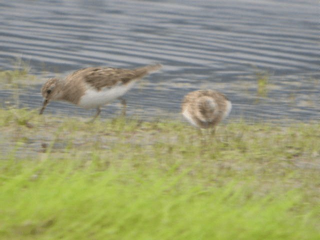 Temminck's Stint - ML201216751