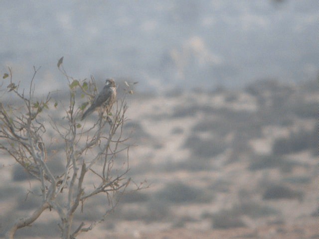 Lanner Falcon - ML201216841