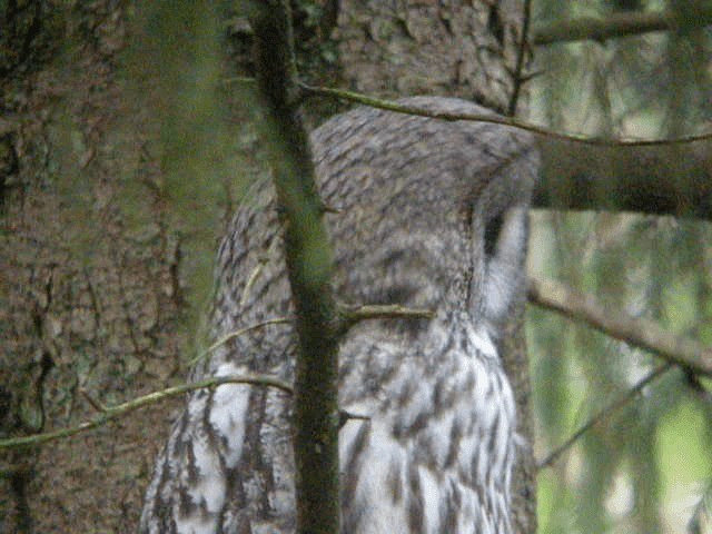 Great Gray Owl (Lapland) - ML201216851