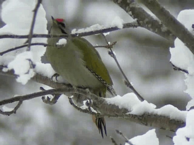 Gray-headed Woodpecker (Gray-headed) - ML201217031
