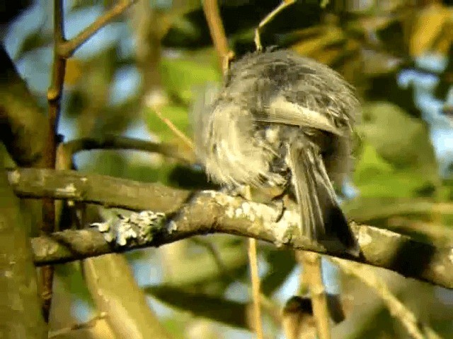 Willow Tit (Willow) - ML201217051
