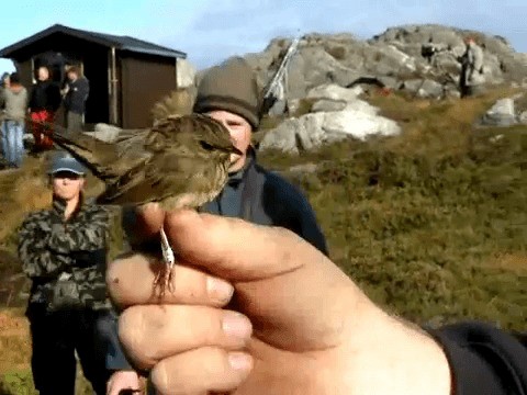 Lanceolated Warbler - ML201217071