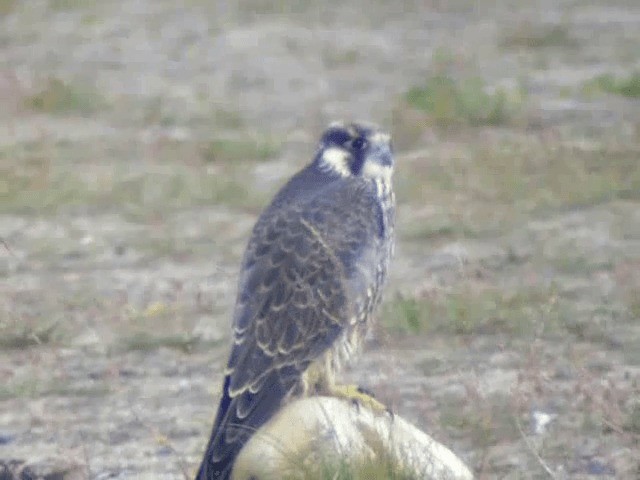 sokol stěhovavý (ssp. calidus/tundrius) - ML201217151